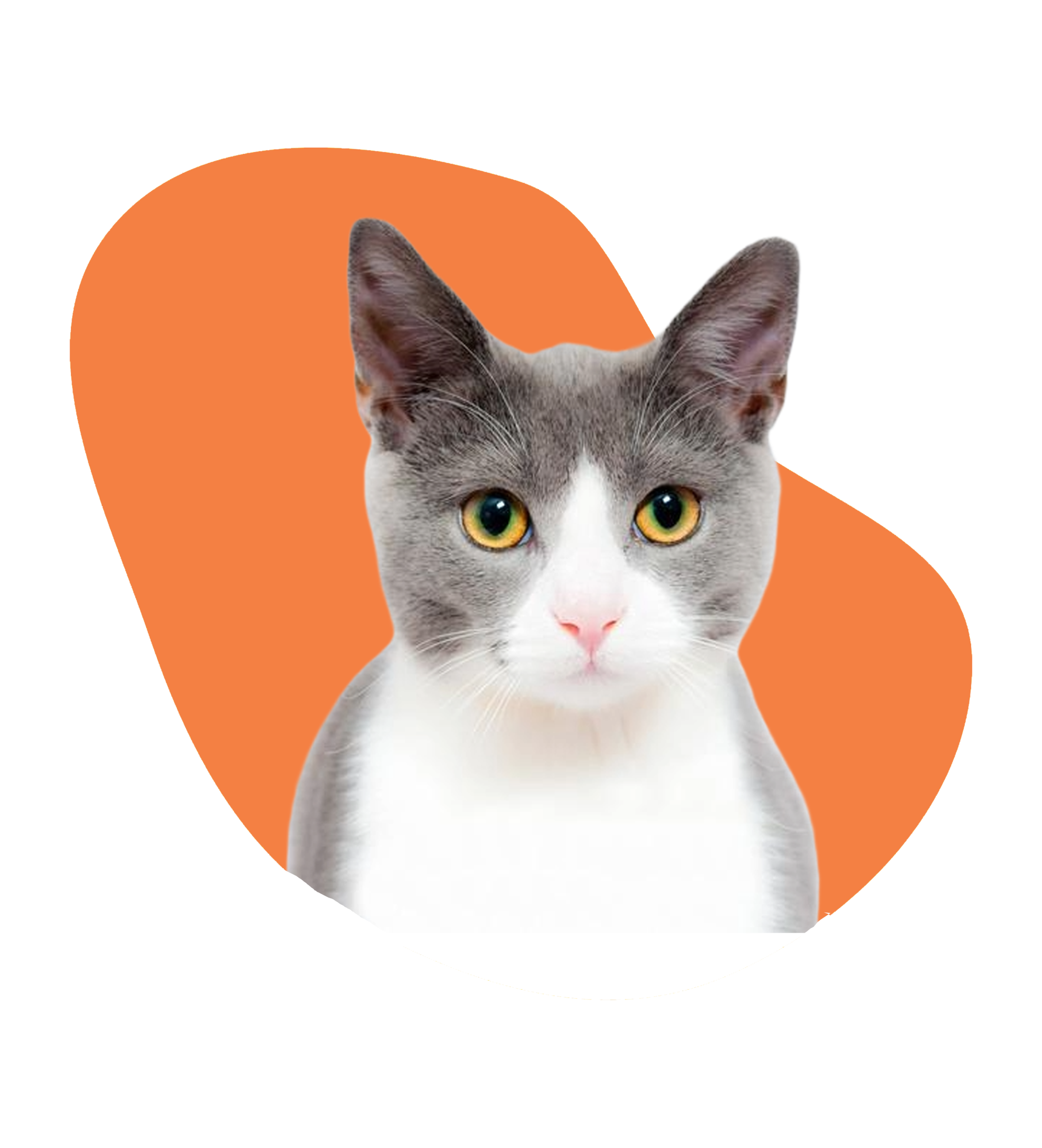 تونی پت شاپ