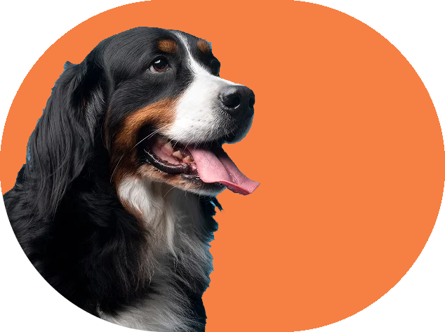 تونی پت شاپ